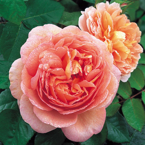 Abraham Darby