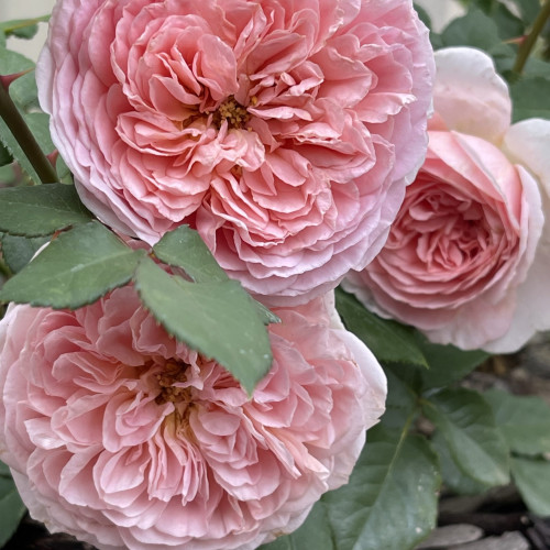 Abraham Darby