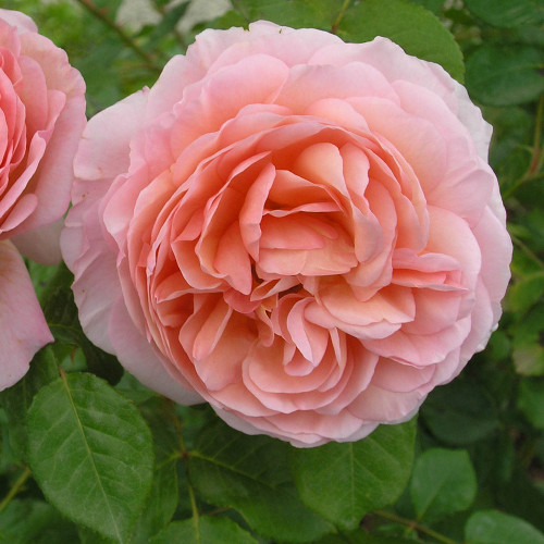 Abraham Darby