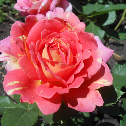 Rose des Cisterciens