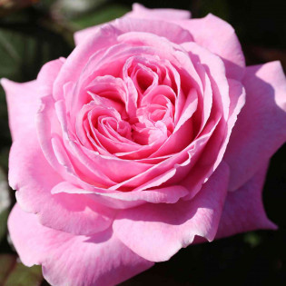 Rosengrafin Marie Henriette Rosengrafin Marie Henriette