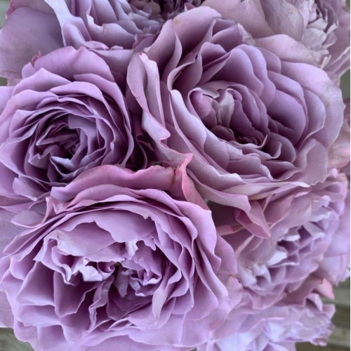 Lavender Bouquet