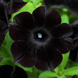 Crazytunia Black Mamba