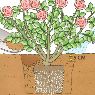 Рекомендации по посадке роз