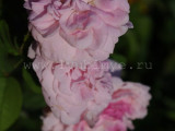 Cottage rose