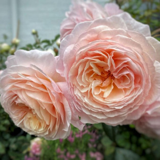 Роза A Shropshire Lad (Э Шропшир Лэд)