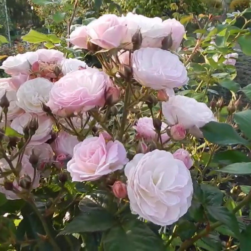 Роза Bouquet Parfait (Буке Парфэ)