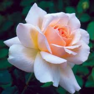 Роза Chandos Beauty (Чандос Бьюти)