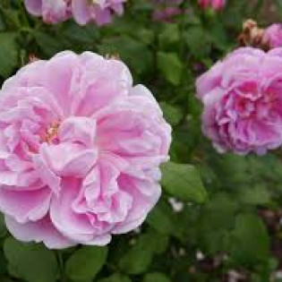 Роза Cottage Rose (Коттедж Роуз