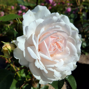 Роза Great North Eastern Rose