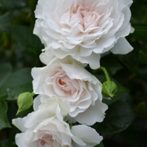 Роза Great North Eastern Rose