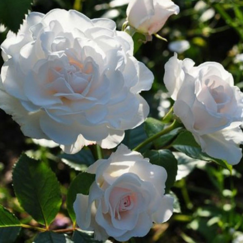 Роза Great North Eastern Rose