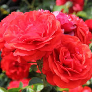 Роза Scarlet Bonica