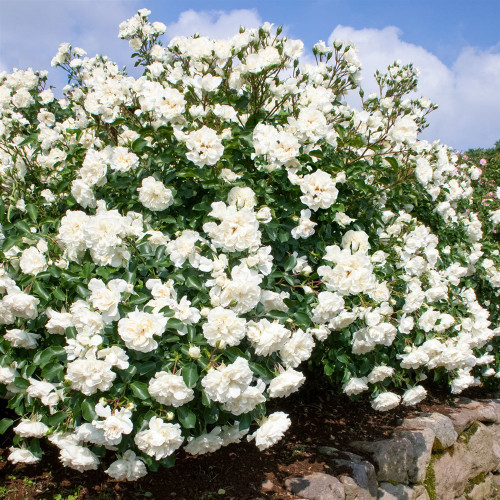 Роза White Meidiland