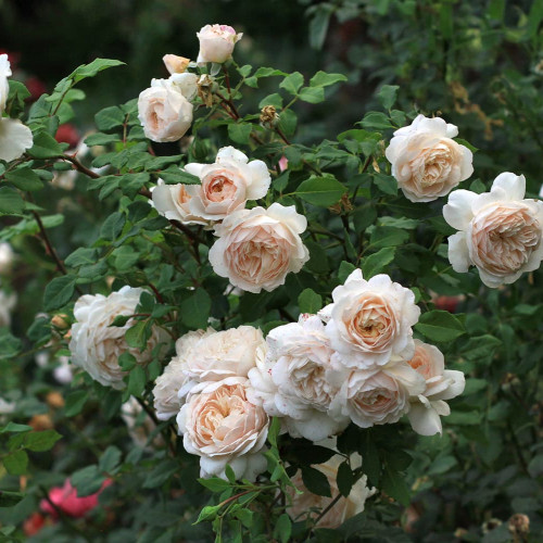 Роза Crocus rose (Крокус роуз)